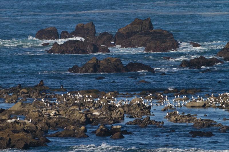 Gulls, California Sea Lions And Harbor Seals On Simpson Reef
